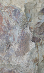 Lycopodiales