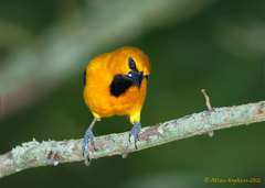 Icterus nigrogularis