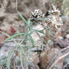 Gnaphaliothamnus salicifolius