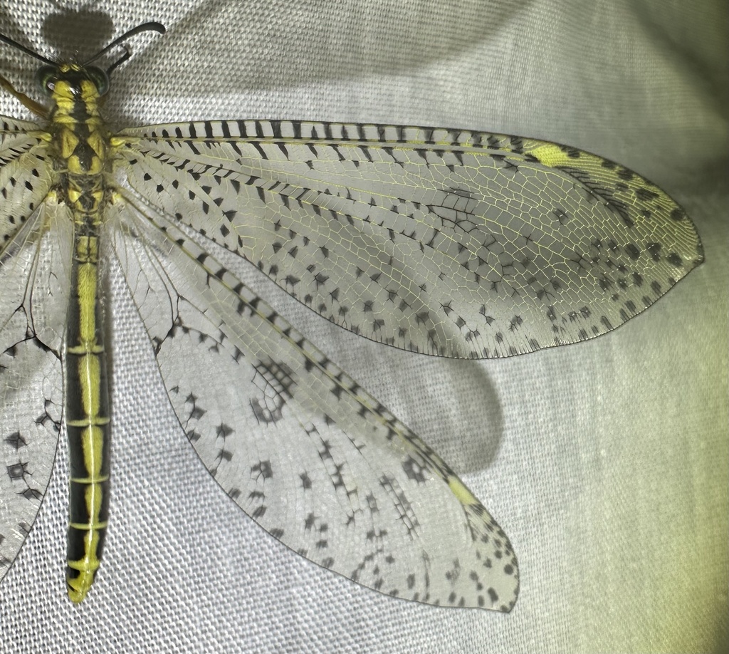 Dotted Veld Antlion