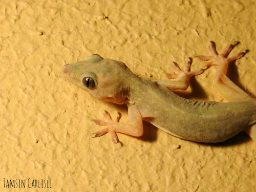 Northern House Gecko