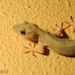 Gecko de Vientre Amarillo - Photo (c) Tamsin Carlisle, algunos derechos reservados (CC BY-NC-SA)