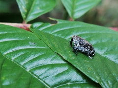 Peridinetus irroratus