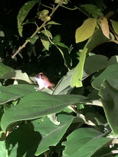 Witu Forest Tree Frog