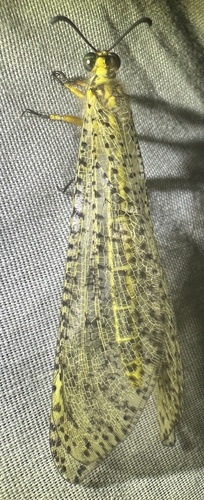 Dotted Veld Antlion photo 5