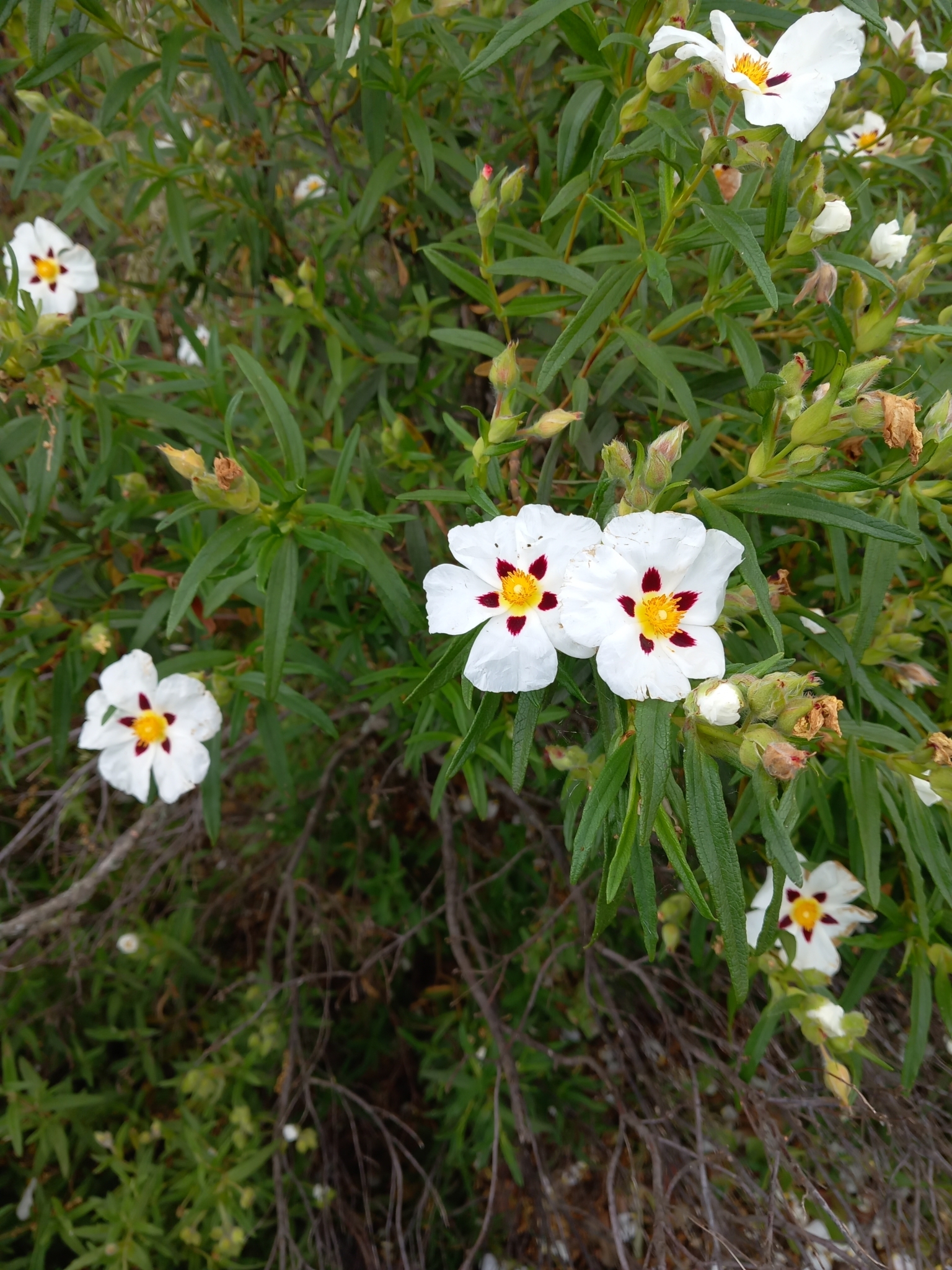 Jara de hoja estrecha