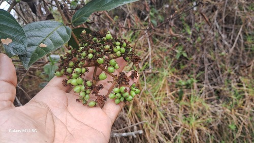 Viburnum lasiophyllum, photograph 1