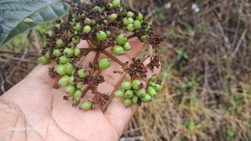 Viburnum lasiophyllum