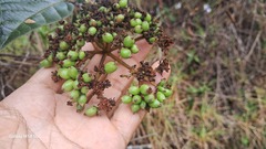 Viburnum lasiophyllum