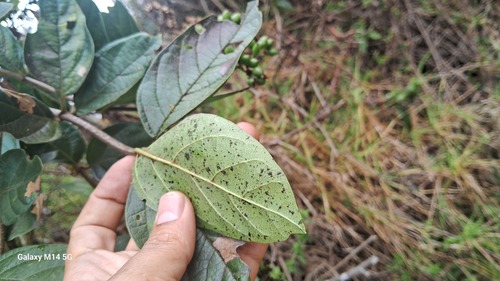 Viburnum lasiophyllum, photograph 2