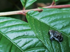 Peridinetus irroratus