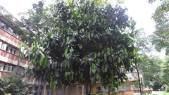 Caryodendron orinocense