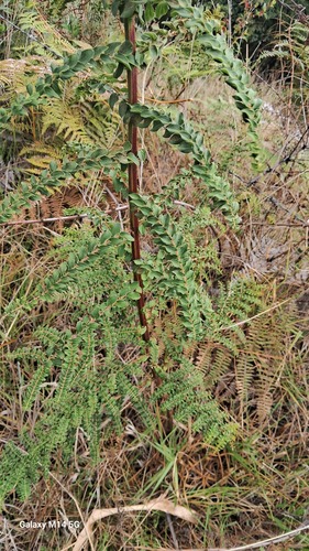 Coriaria microphylla observed 2024-04-27