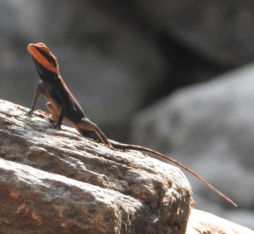 Blanfords Rock Agama, Psammophilus blanfordanus