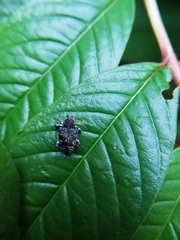 Peridinetus irroratus