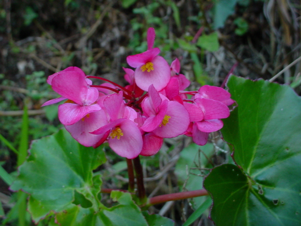 Cyathocnemis
