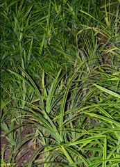 Pandanus pygmaeus