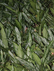 Aglaonema crispum