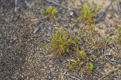 Festuca octoflora, photograph 1