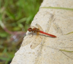 Sympetrum gilvum