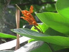 Stromanthe stromanthoides