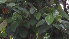 Hernandia didymantha