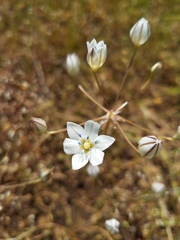 Triteleia lilacina