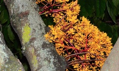 Saraca thaipingensis