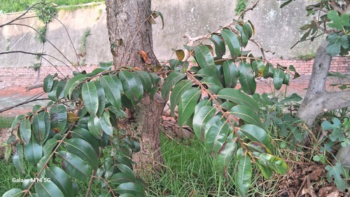 Lafoensia acuminata, photograph 6