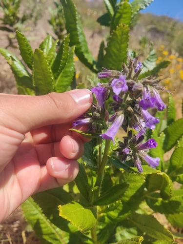 Eriodictyon sessilifolium (Eriodictyon sessilifolium)