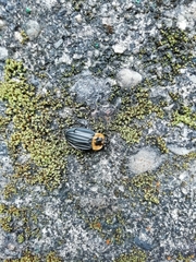 Oxelytrum discicolle
