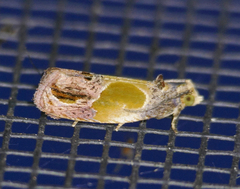 Eumarozia malachitana