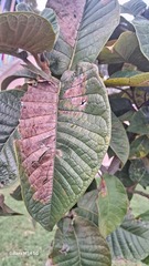 Ficus tequendamae
