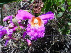 Sobralia dichotoma