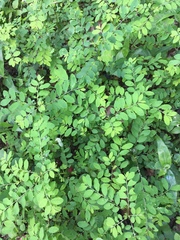 Phyllanthus reticulatus