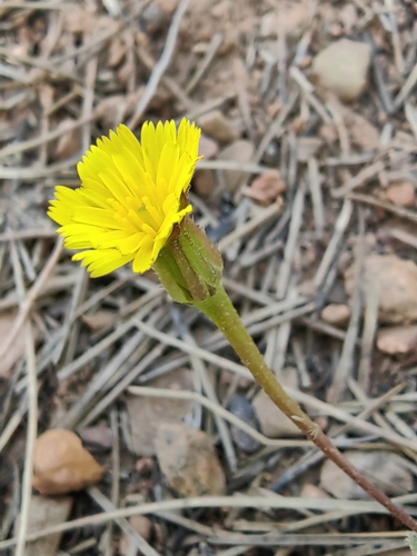 Hedypnois cretica, 2024-04-28
