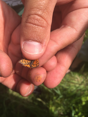 Lycaena phlaeas hypophlaeas