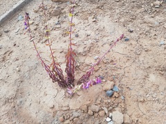 Penstemon spectabilis subinteger
