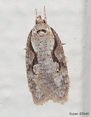 Semioscopis packardella
