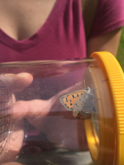 Lycaena phlaeas hypophlaeas