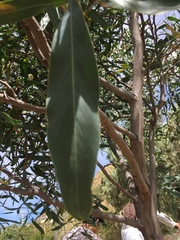 Phyllodineae