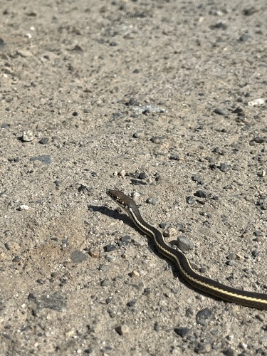 iNaturalist observation photo of California Striped Racer