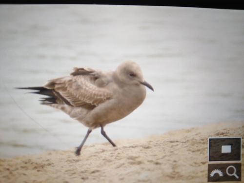 Gaviota Garuma (Leucophaeus modestus)