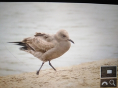 Leucophaeus modestus