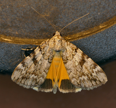 Catocala amica