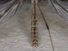 Tipula dorsimacula