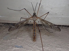 Tipula dorsimacula