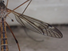 Tipula dorsimacula