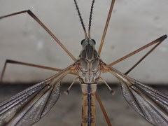 Tipula dorsimacula