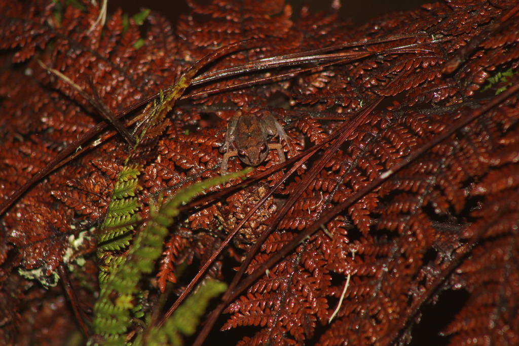 Montane Cricket Frog